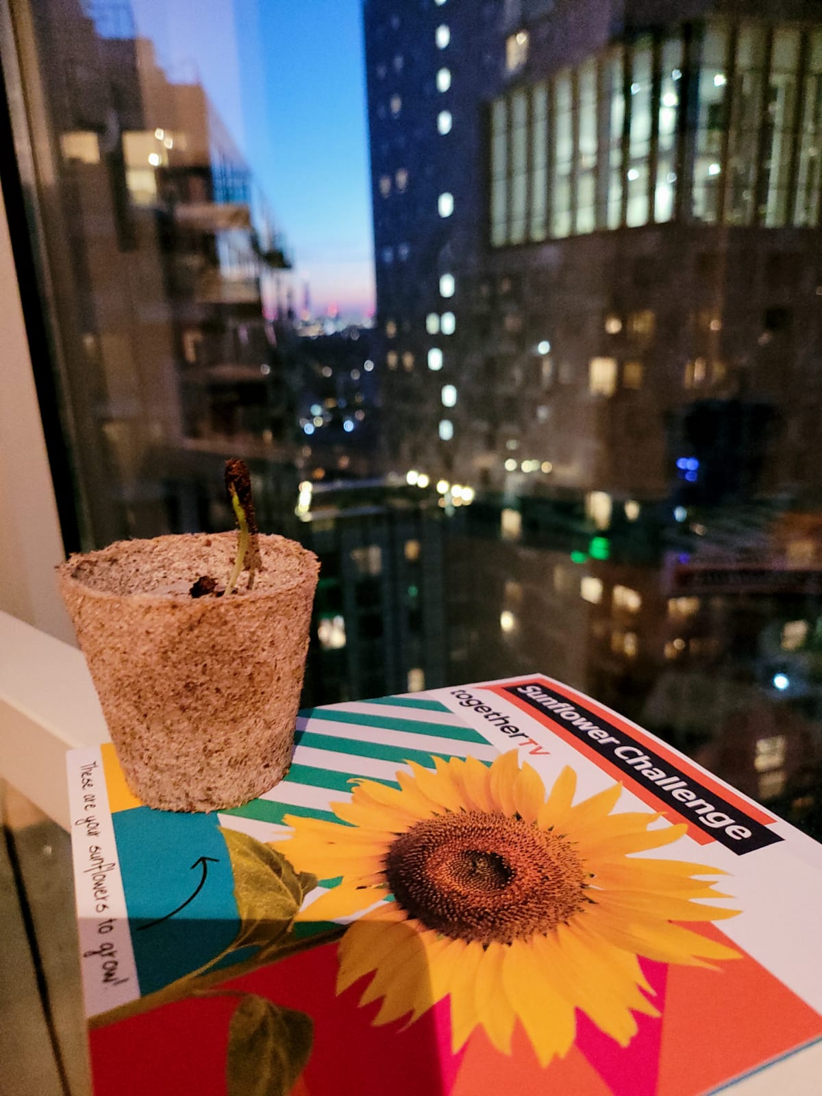 Geraint O - Sunflower selfie