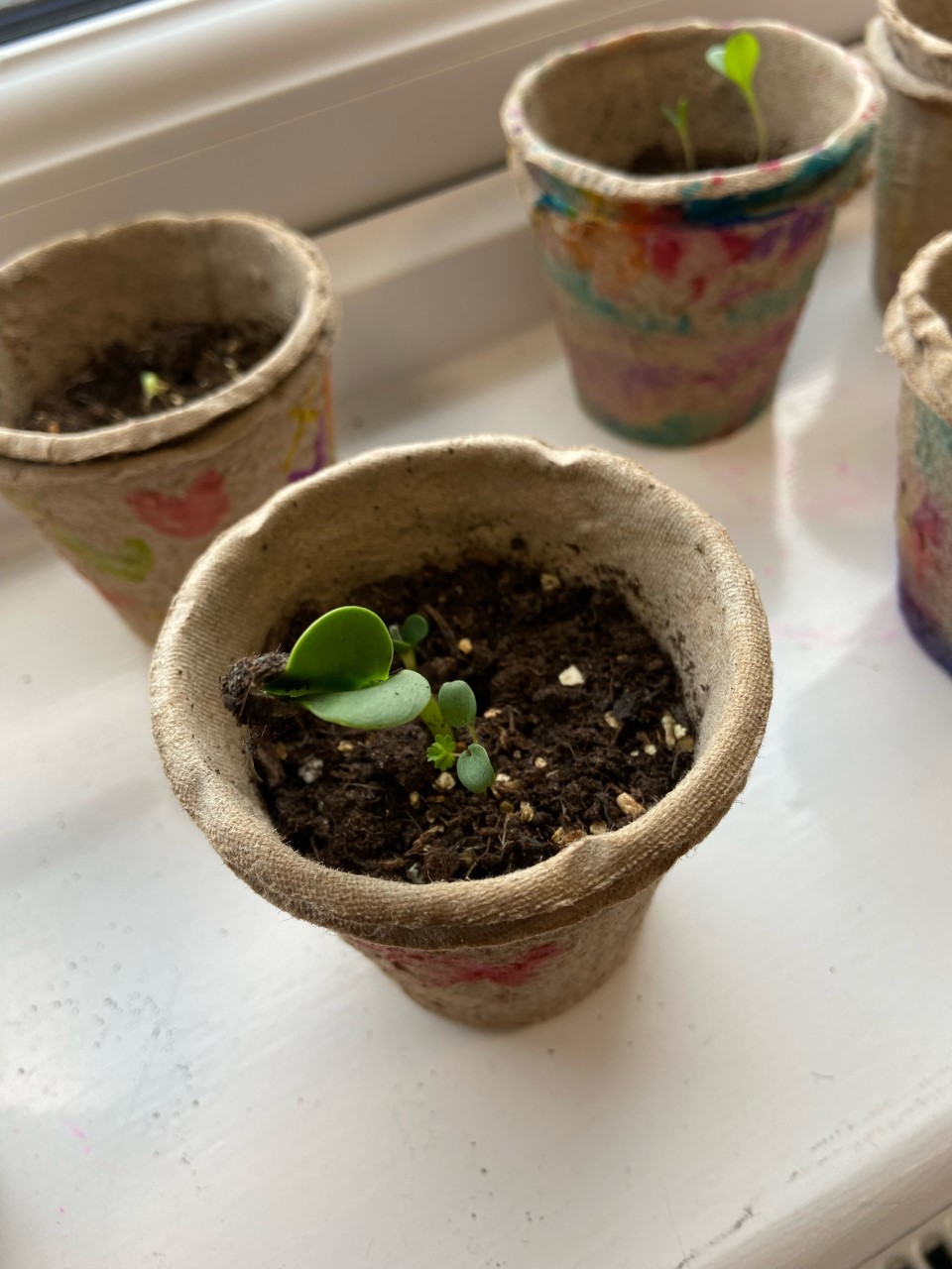 Week 2  sunflowers planted by some Year 3 children - judy y