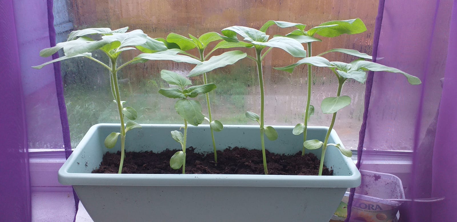 Geraint O - Sunflower selfie