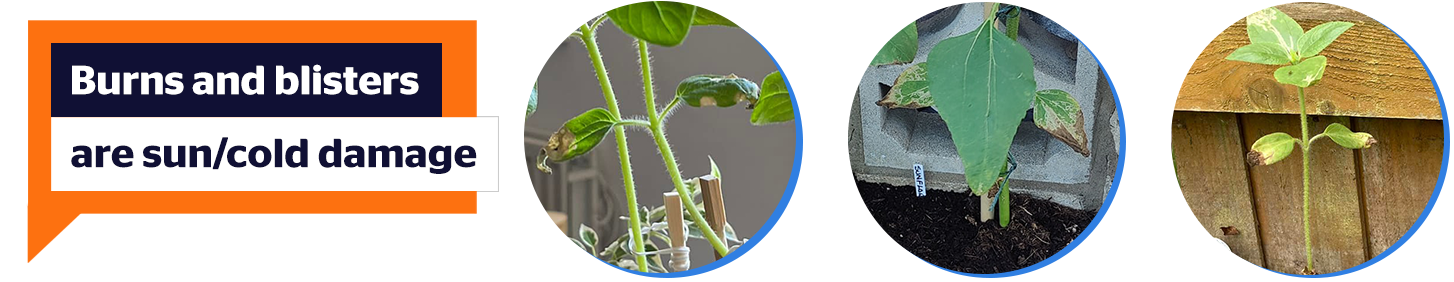 Examples of burnt leaves and blistered sunflower leaves