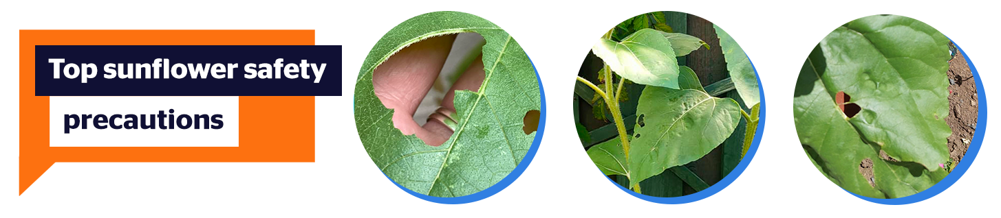top sunflower saftey precautions to protect your sunflowers against hungry insects