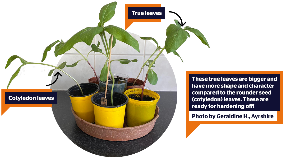 True leaves are bigger with a more defined shape compared to the smaller, roudner seed (cotyldon) leaves. When you get these its time to start hardening off! - Photo by Geraldine H. in Ayrshire