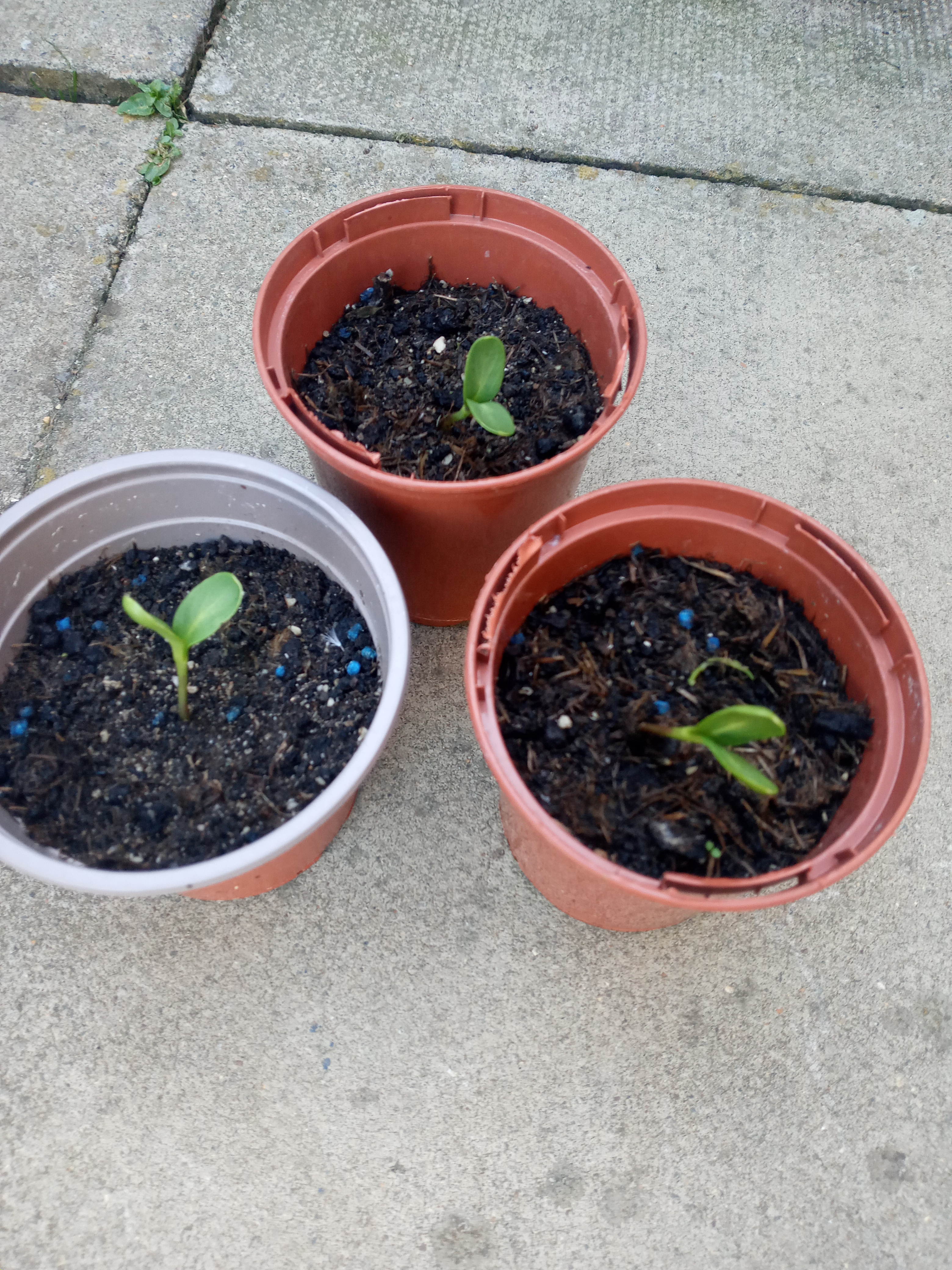 Ugur C - My sunflower selfies